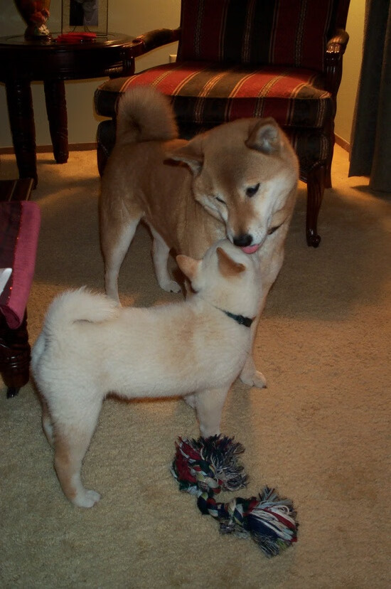 女足比赛中,中国队员李某表现出色,助球队取胜,中国女足被问责