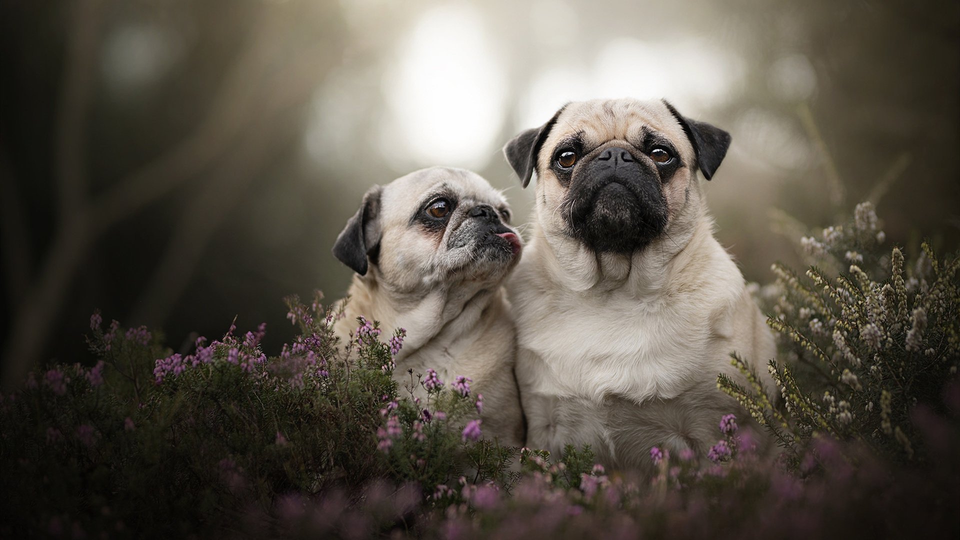 悉尼国王客场表现稳健，悉尼国王直播