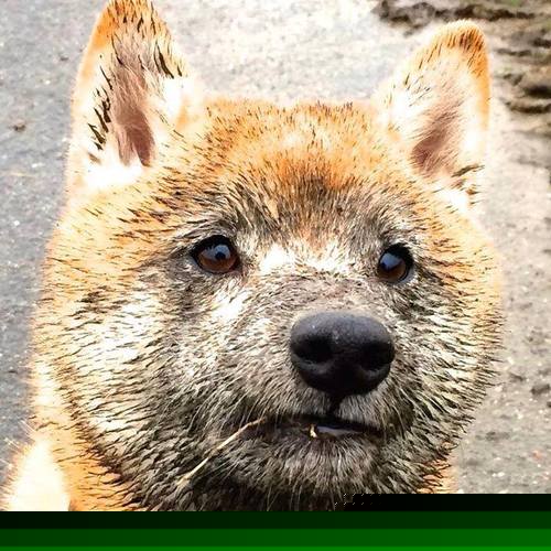 灰熊队新引援展现实力,帮助球队跻身前列,灰熊队2021