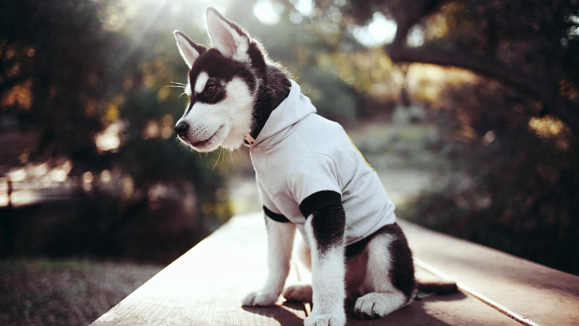 里昂客场力克雷恩,继续保持胜利势头赢得球迷支持,里昂vs雷恩比分预测