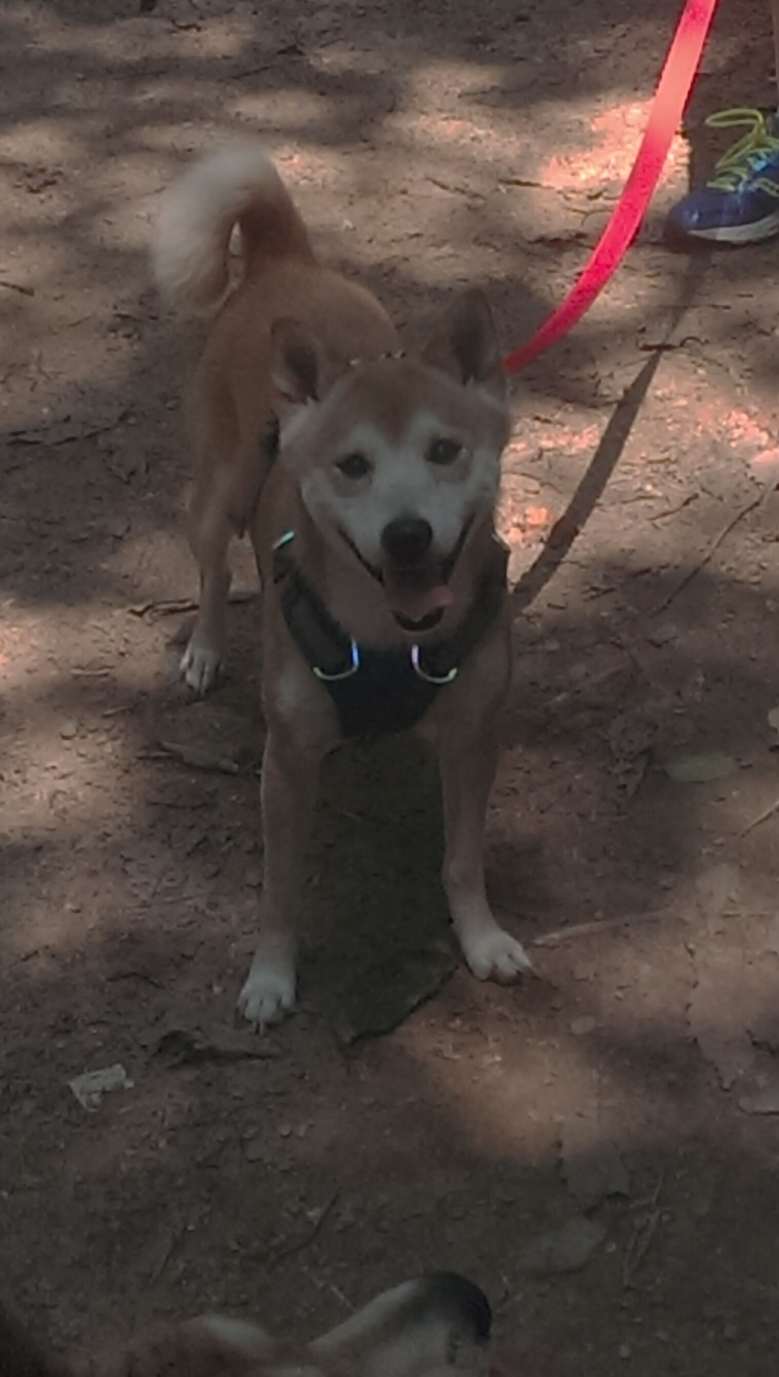 青岛男篮新赛季主教练战略部署,青岛男篮新赛季主教练战略部署是谁