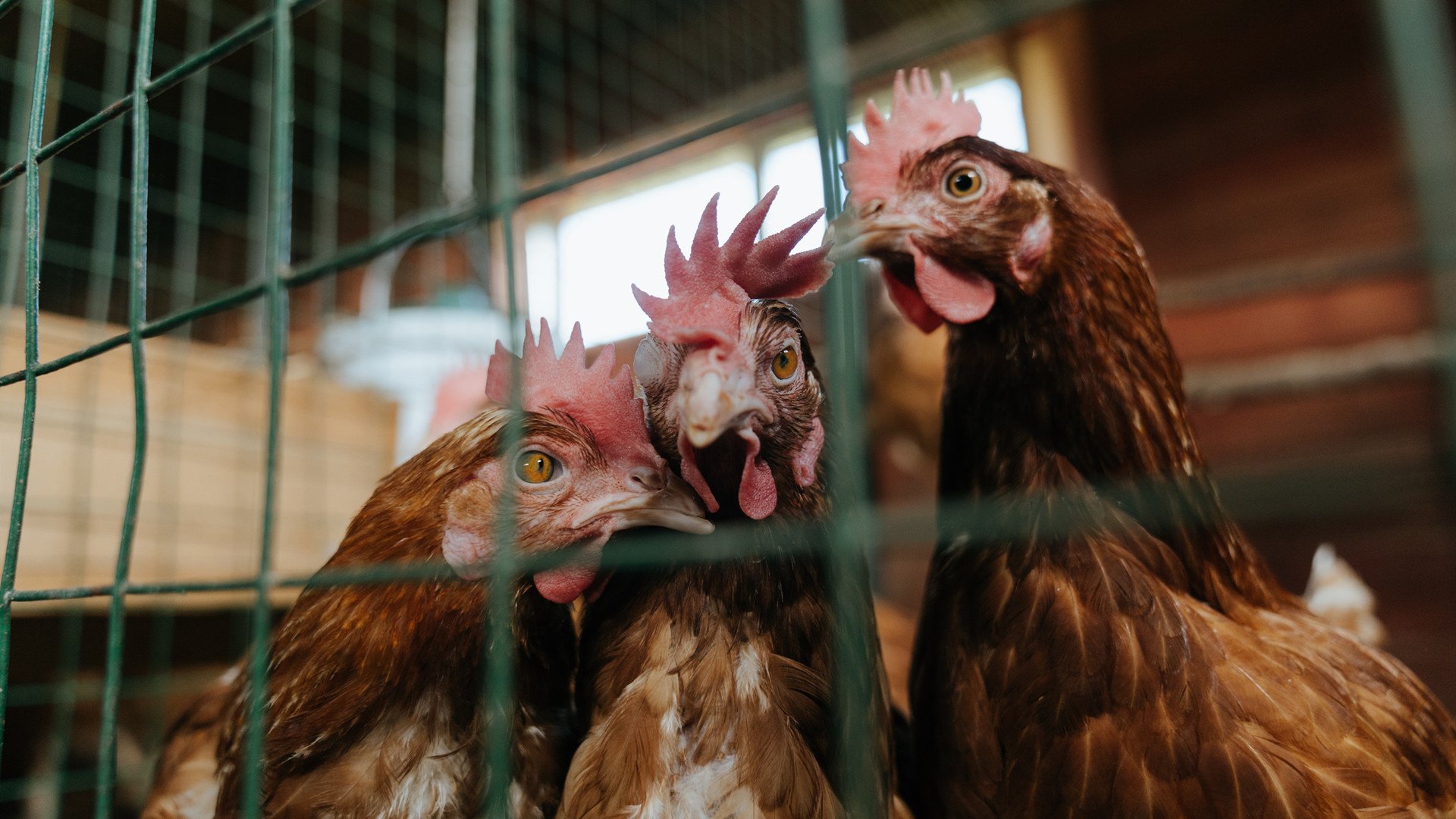 CS2全球联赛落地中国国内热情高涨，cs全球大赛视频