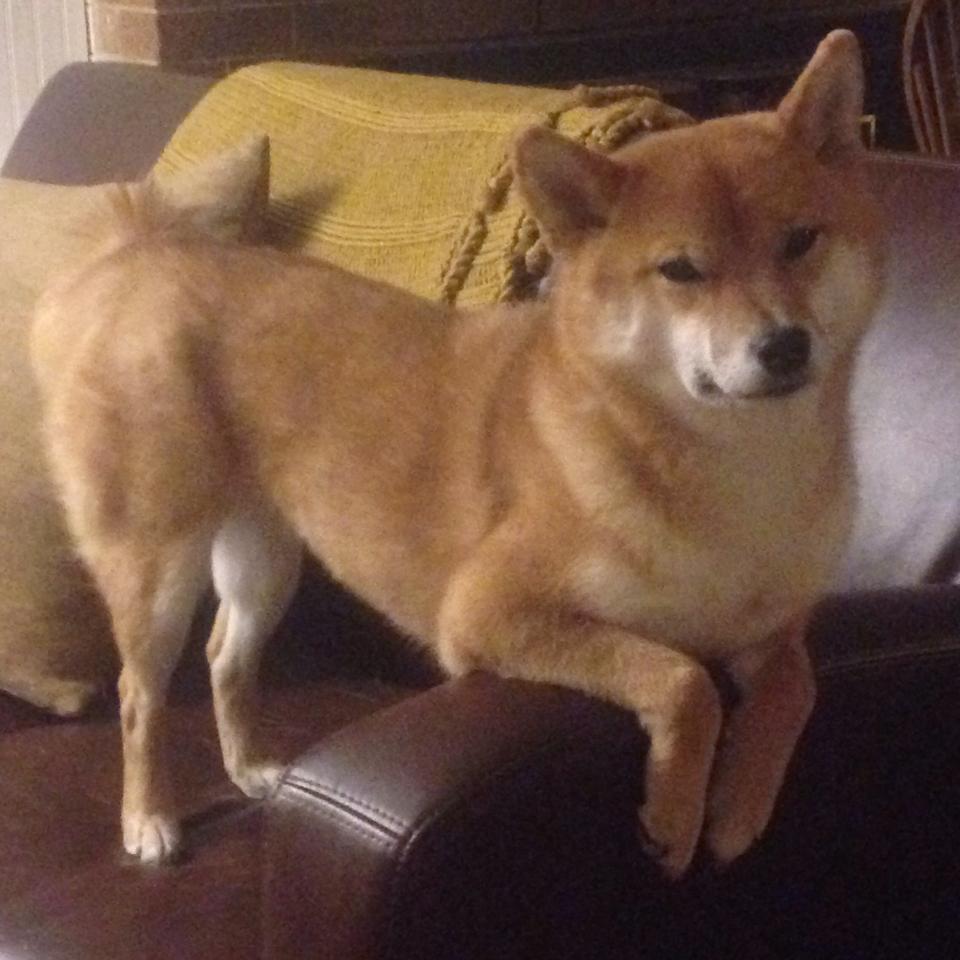 中国三人篮球男队奋力拼搏赛场表现抢眼,中国三人篮球男队战绩