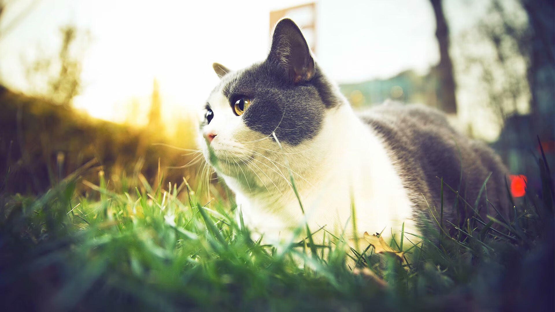 开云中国-体育新闻中心协同地方媒体开发体育文化专题报道，体育新闻通讯