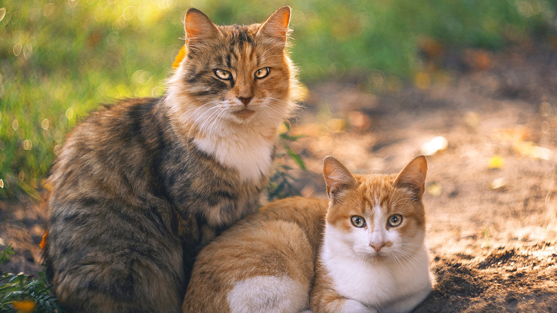 加拿大队赛制透视：如何在赛制中提升每一位球员的表现，加拿大队队员