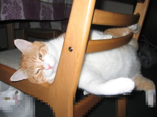 马拉松赛事管理规范化提升参赛体验，马拉松式的管理制度制定过程