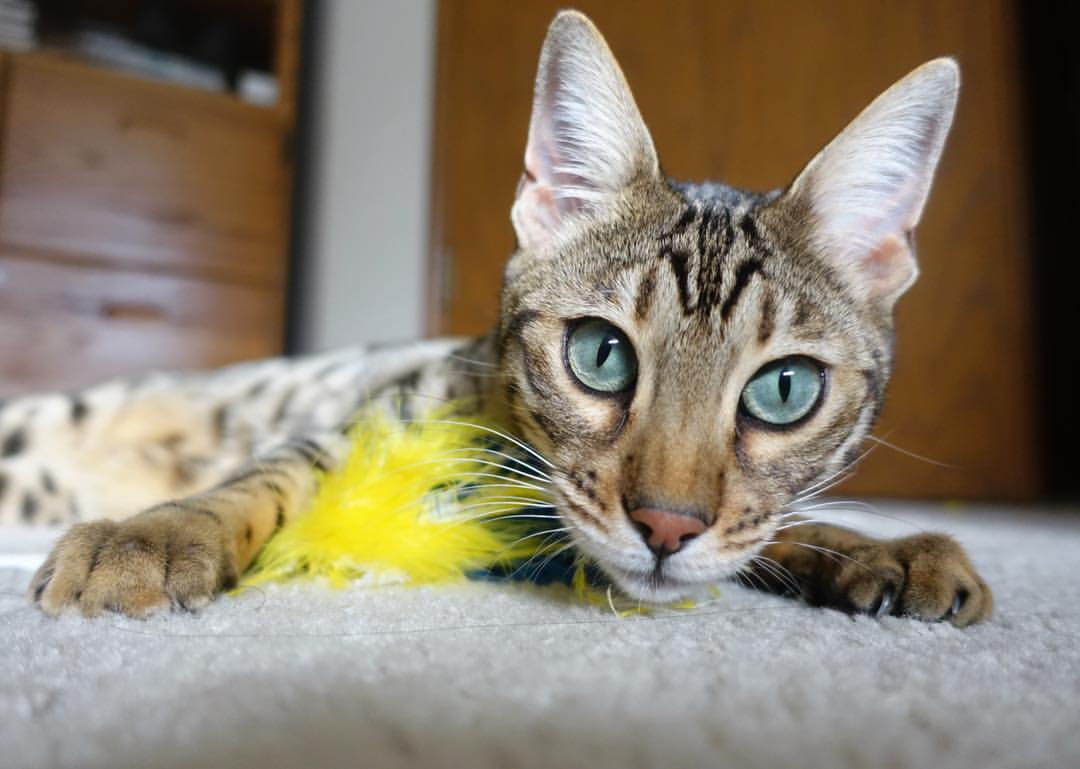 kaiyun.com-森林狼对抗训练中爆发精彩扣篮瞬间，森林狼扣篮大赛冠军