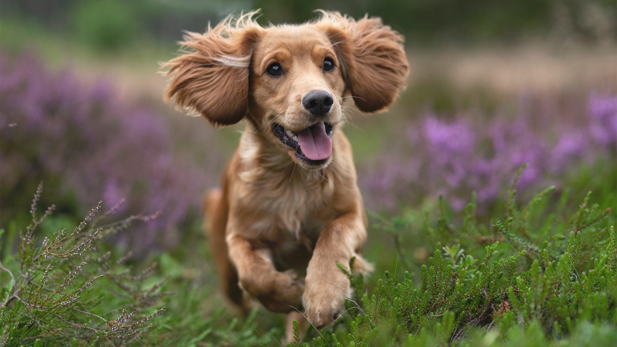 科尔博精准转身成夺冠关键点，科尔博格