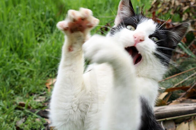 西甲天王闪耀:那一脚令人惊叹,西甲巨星